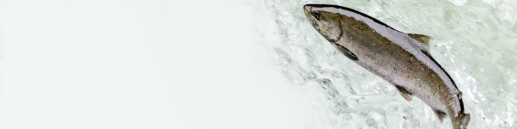 素材へのこだわり 芝寿し 金沢の美味しい押し寿司 笹寿し を全国へをお届けします